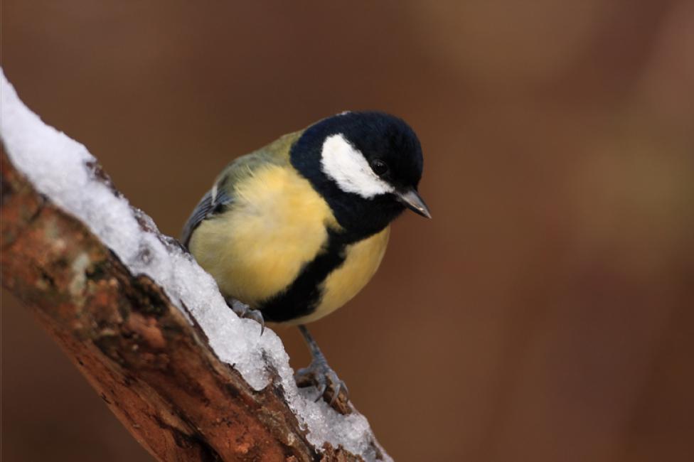 Imagen 71 de la galería de Carbonero común - Great tit (Parus major)